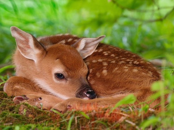 Fawns