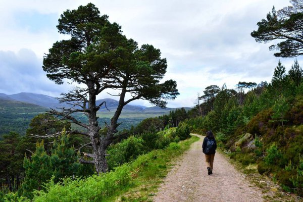 tree, path, wilderness, ecosystem, vegetation,