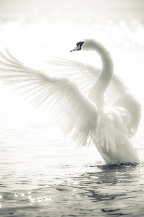 White Swan