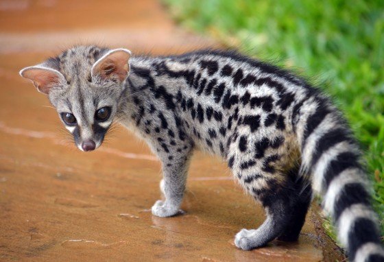 Genets