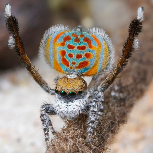 Maratus Pardus