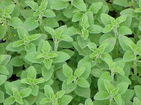 Oregano