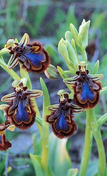 Bee-Orchid