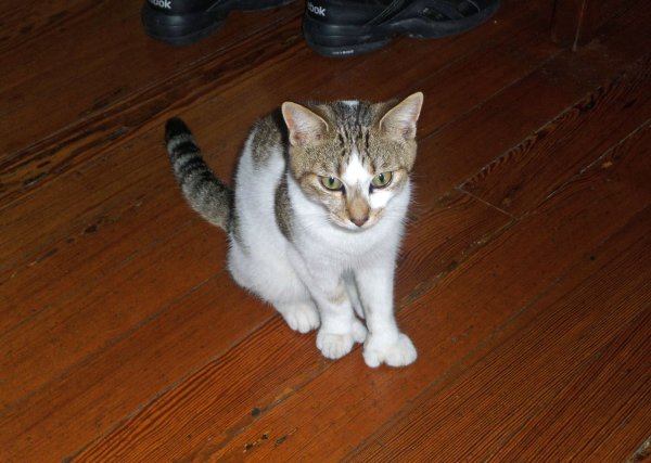 The Six-Toed Cats at the Ernest Hemmingway House in Key West, Florida