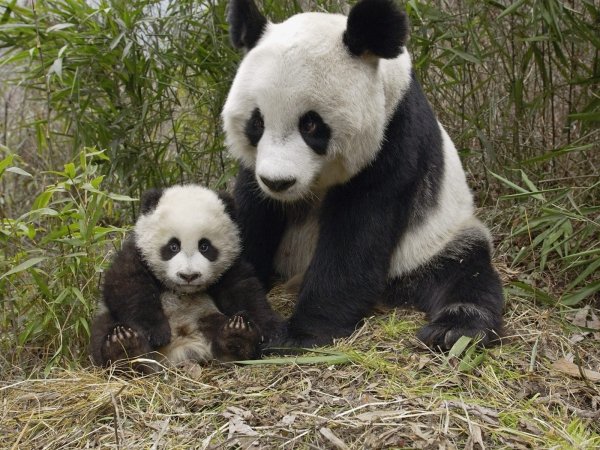 Giant Panda