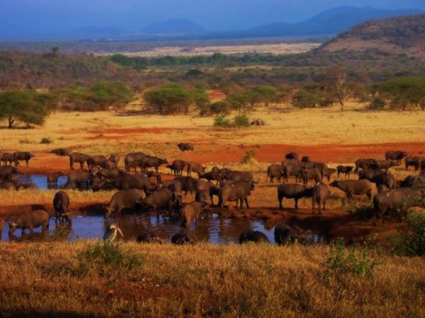 Serengeti National Park, Tanzania