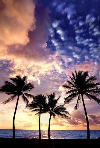 sky,sunset,tree,horizon,cloud,