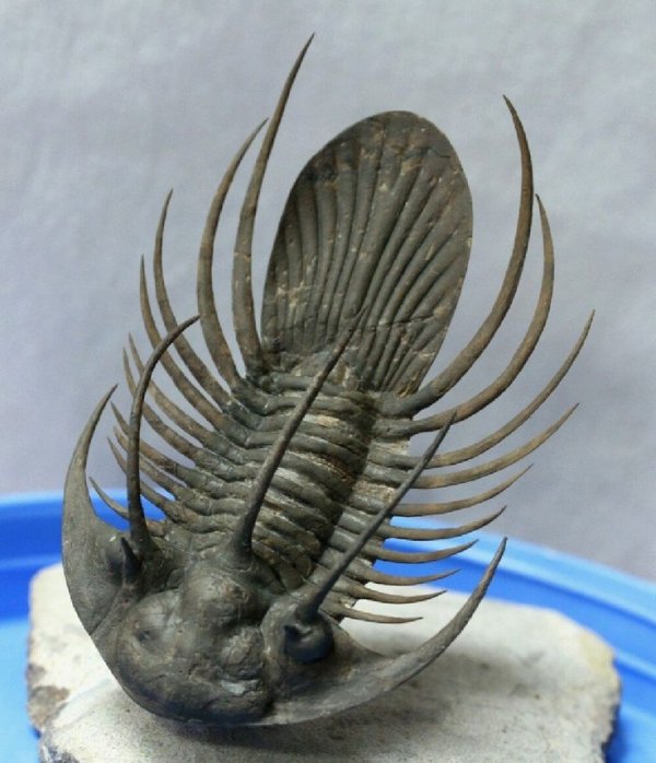 Trilobite - 7 Easy Pets to Take Care of in a Dorm Room ... …