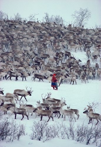 deer,winter,wildlife,snow,tundra,