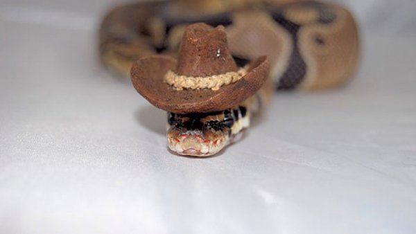 Cow-snake