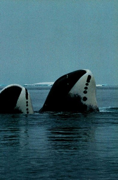 Bowhead Whales