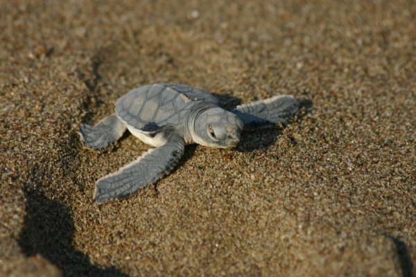 Visit the Lara Bay Turtle Conservation Station