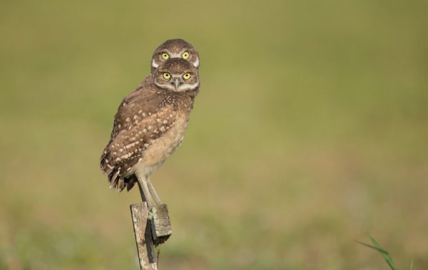 bird, vertebrate, beak, bird of prey, wildlife,