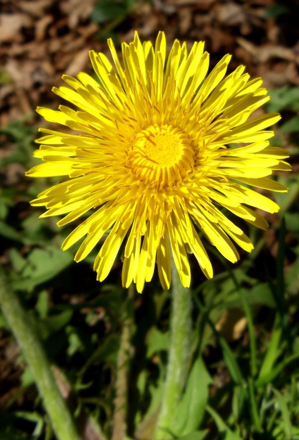 Dandelions