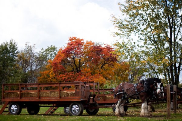 Hayride & Corn Maze