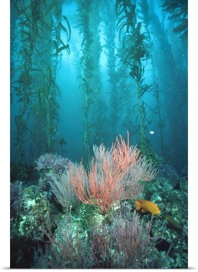 Giant Kelp Forest