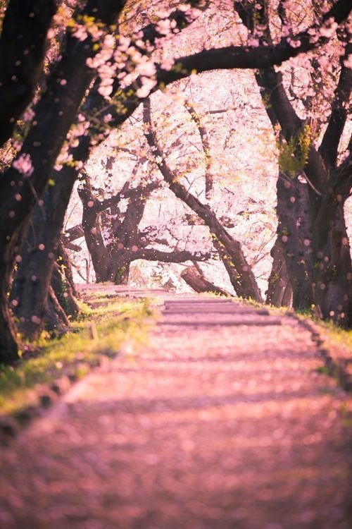 Pink Blossom