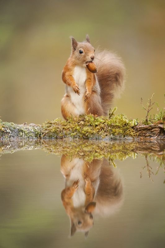 The Deceptive Squirrels