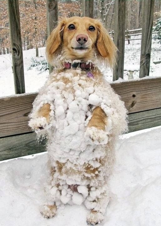 "Ta Da! Snow Dog Extraordinaire"