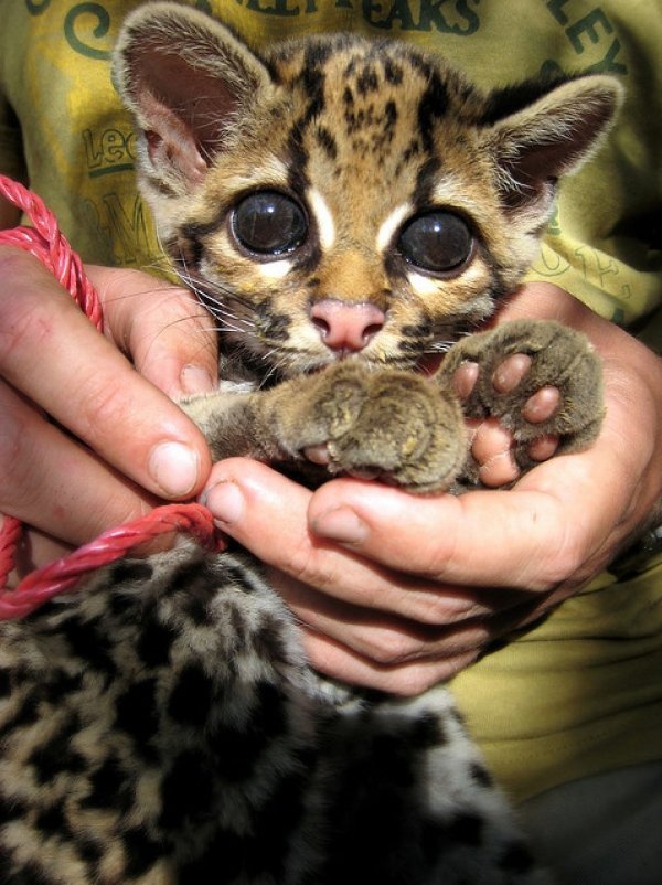 Clouded Leopard