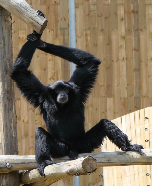 Siamang