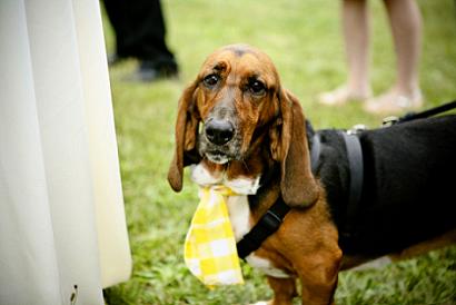 They Look Handsome in a Tie...