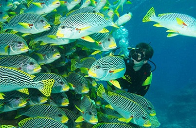 Snorkel in Queensland...