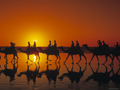 Ride a Camel in Western Aussie...