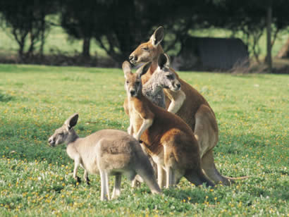 Visit Kangaroo Island in the South...