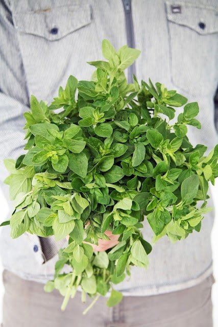 Oregano