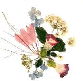 Dried Flowers