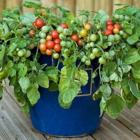 Patio Tomatoes