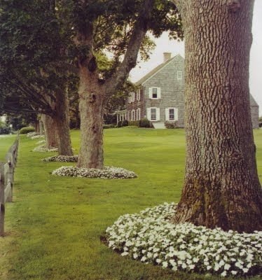 Flowers around Trees