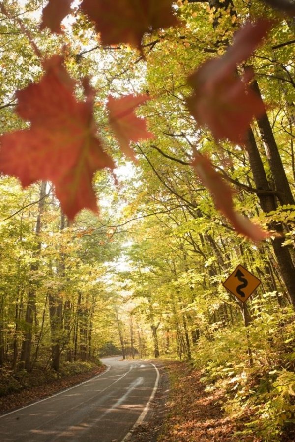 Tunnel of Trees