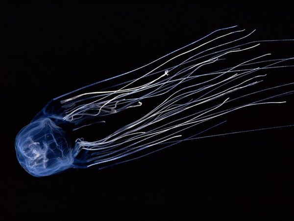 Box Jellyfish