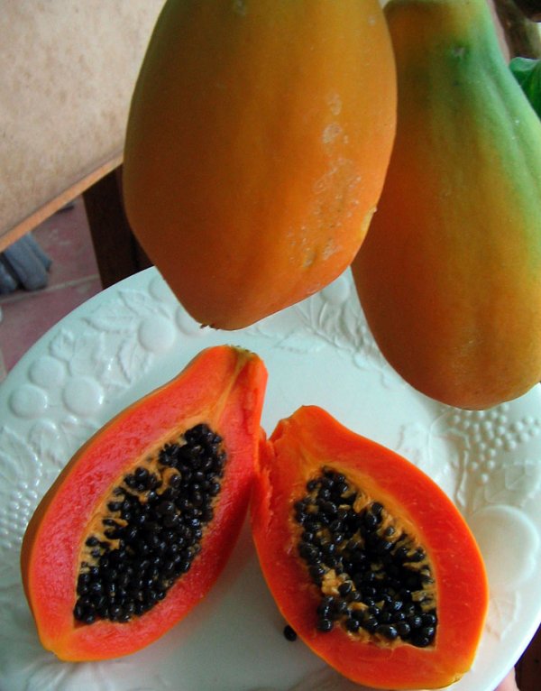 papaya,food,fruit,produce,plant,