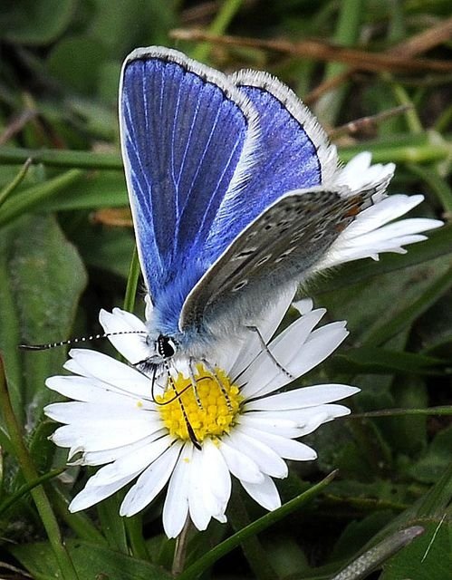 Common Blue