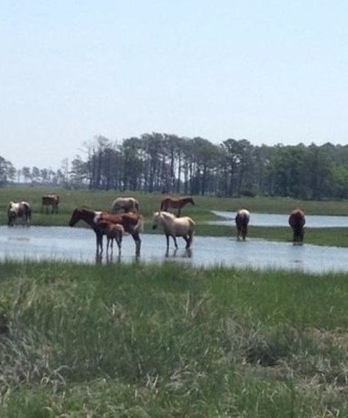 pasture, ecosystem, grassland, horse, horse like mammal,