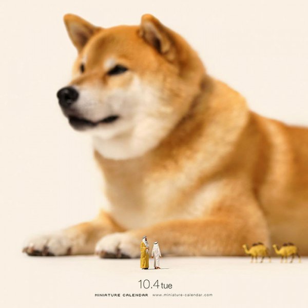 dog, mammal, dog breed, vertebrate, shiba inu,