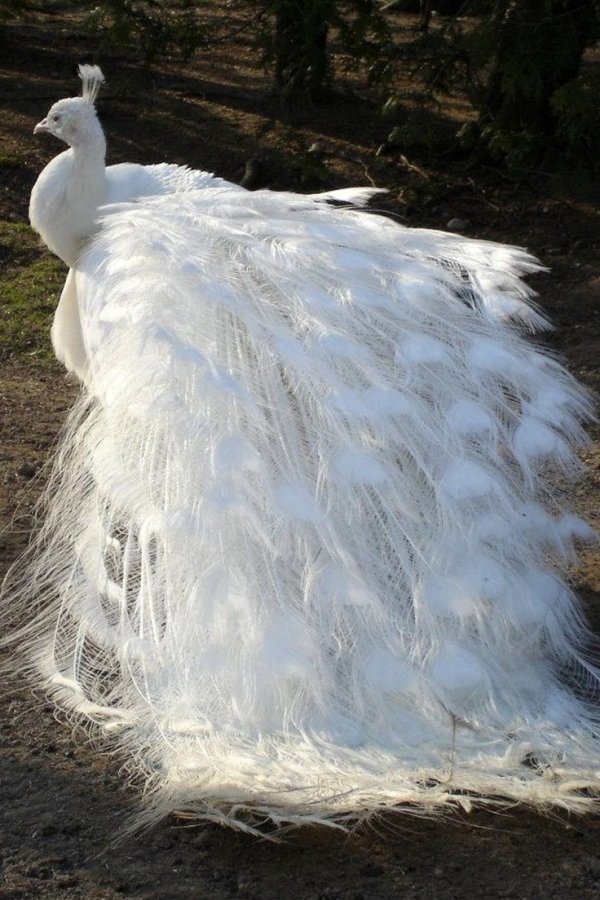 White Peacock