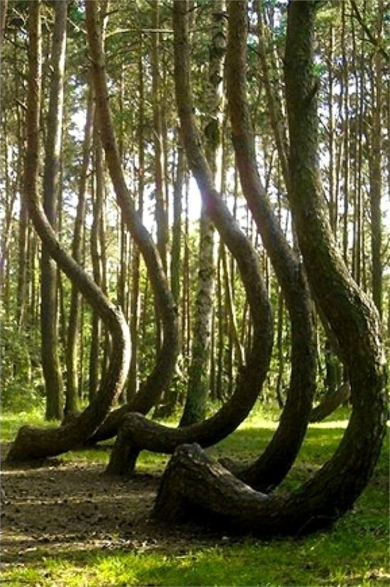 Crooked Forest (Krzywy Las), Poland