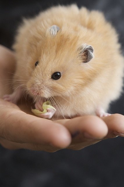 Hamster