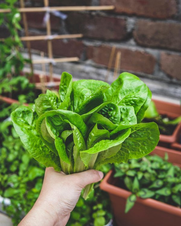 leaf vegetable, vegetable, leaf, spinach, romaine lettuce,