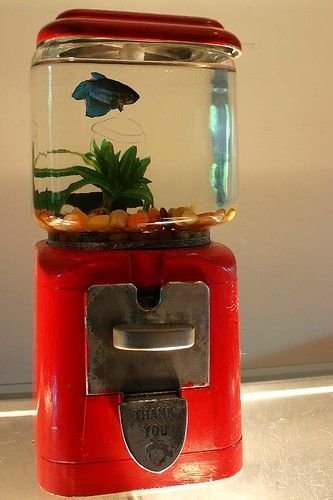 Gum Ball Machine Fish Tank