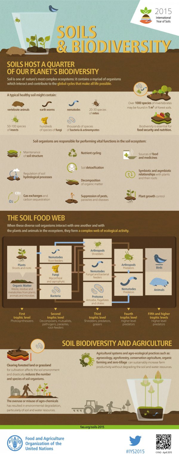 Soils and Biodiversity