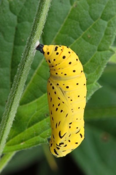 Chrysalis