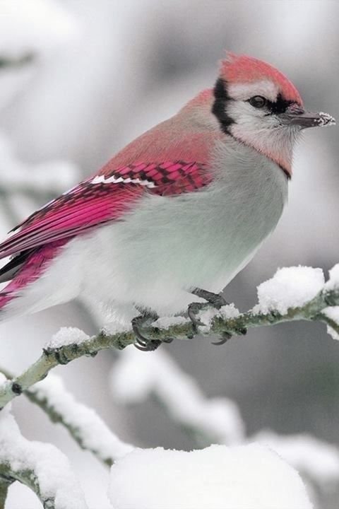 Pink Tinged Birdie