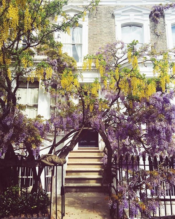 plant, flower, aisle, estate, porch,