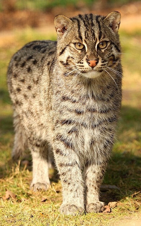 Fishing Cat