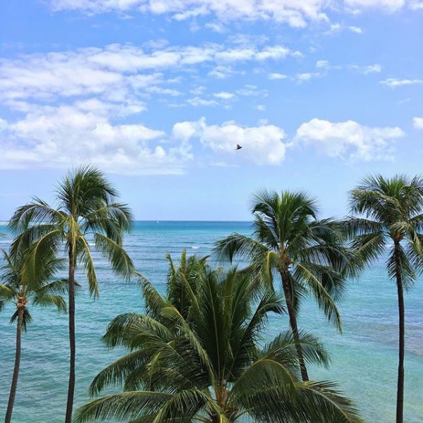 vegetation, vacation, tree, sea, tropics,